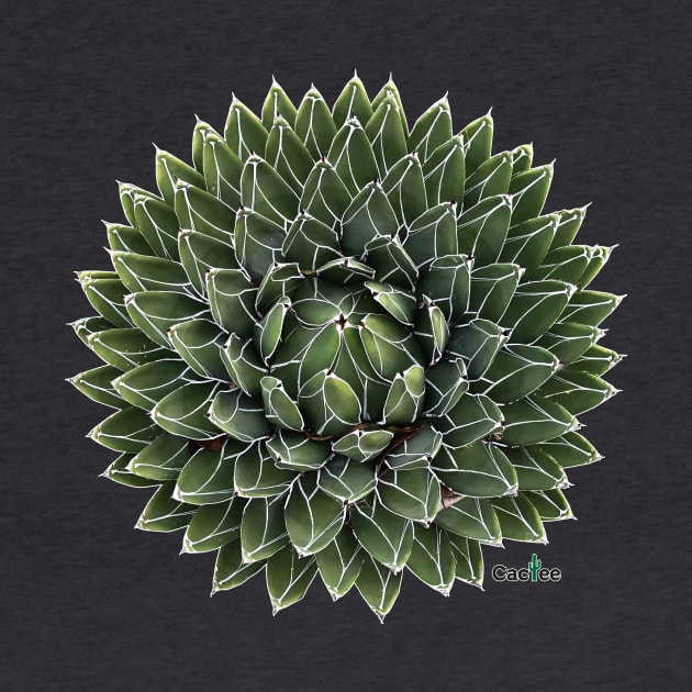 Agave Victoriae Reginae by Cactee